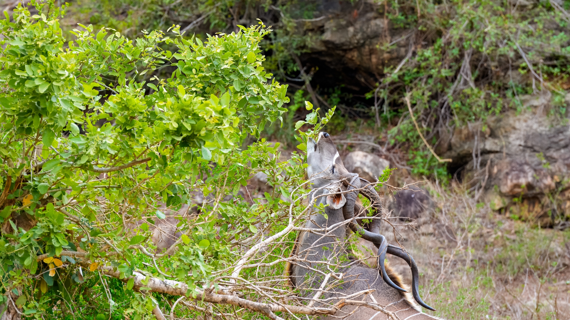 Kruger25 2025 10 28 12 22 40 ILCE 9M3 31